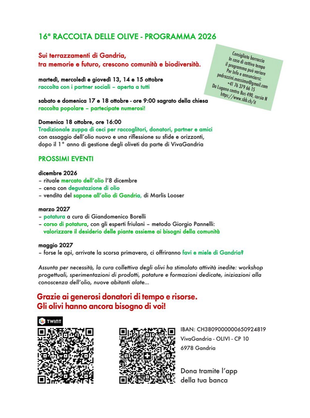 16ª raccolta collettiva delle olive di Gandria, photo 2